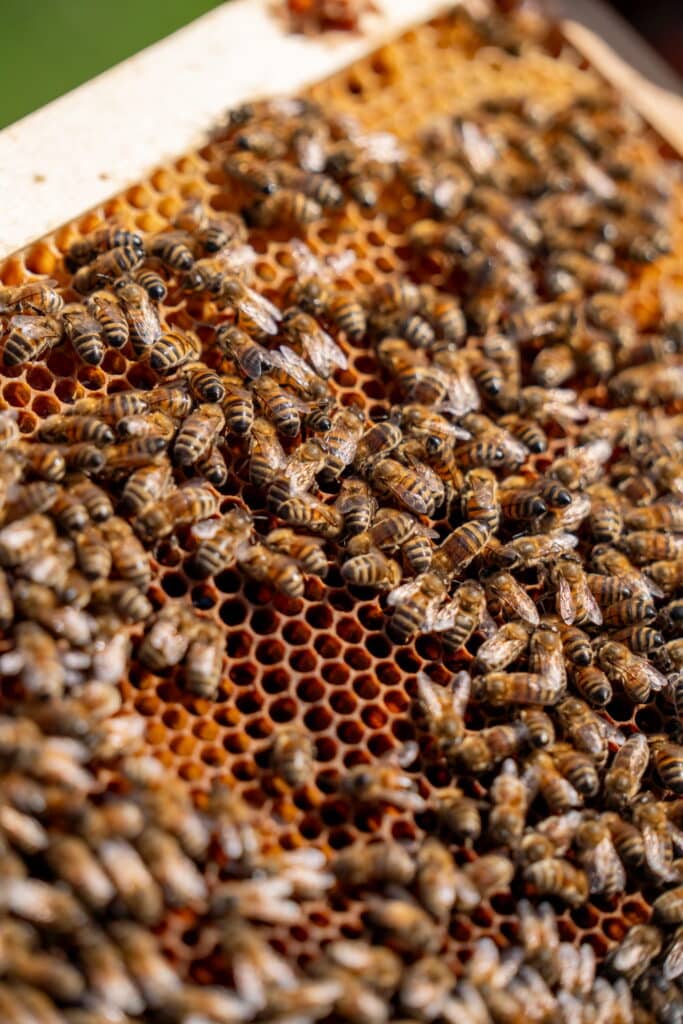 abeilles gros plan 1